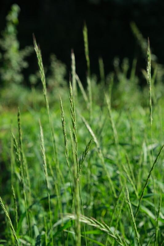 Boskortsteel - Brachypodium sylvaticum : Zakje