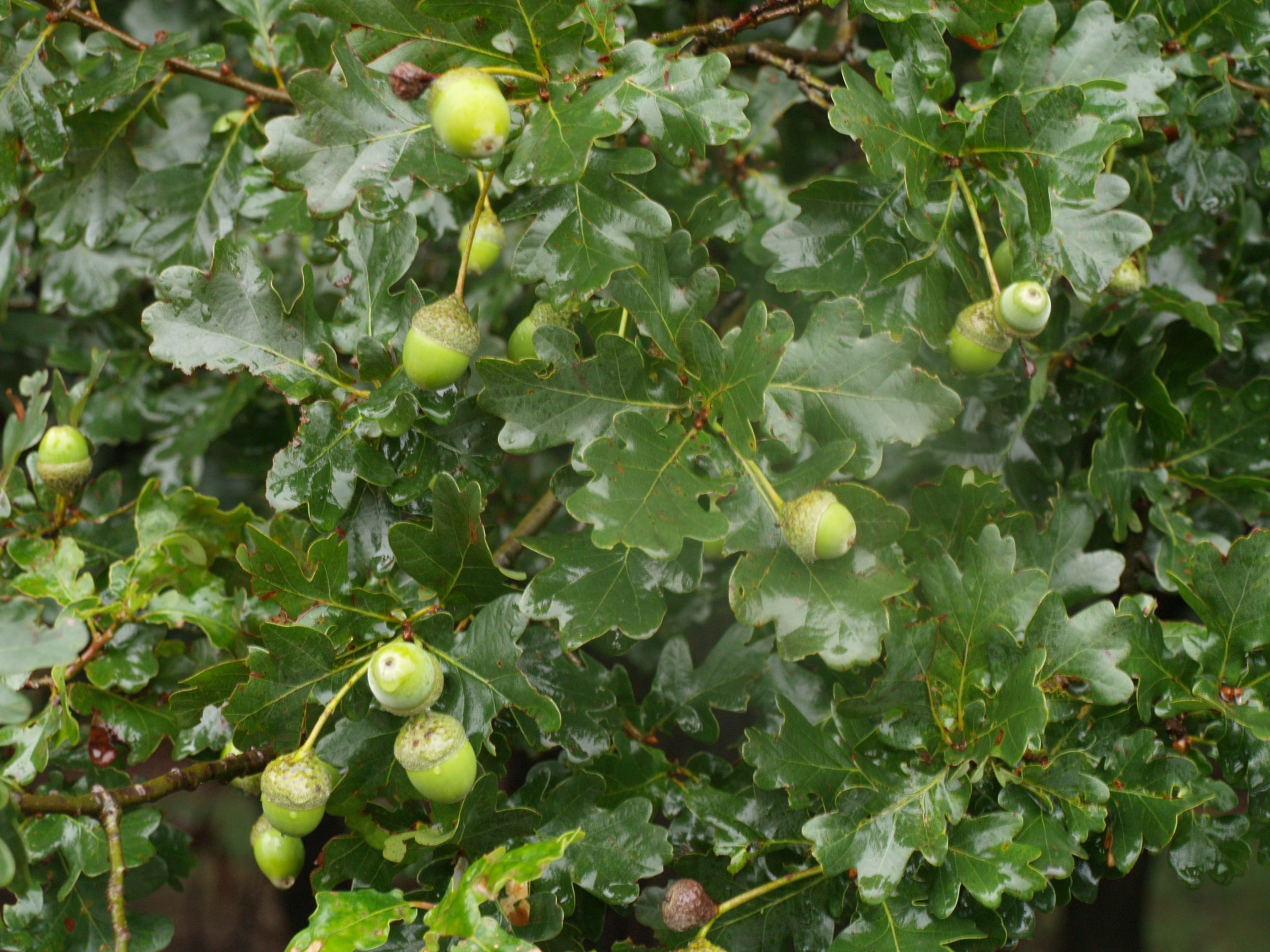 Zomereik - Quercus robur : Los stuk wortelgoed