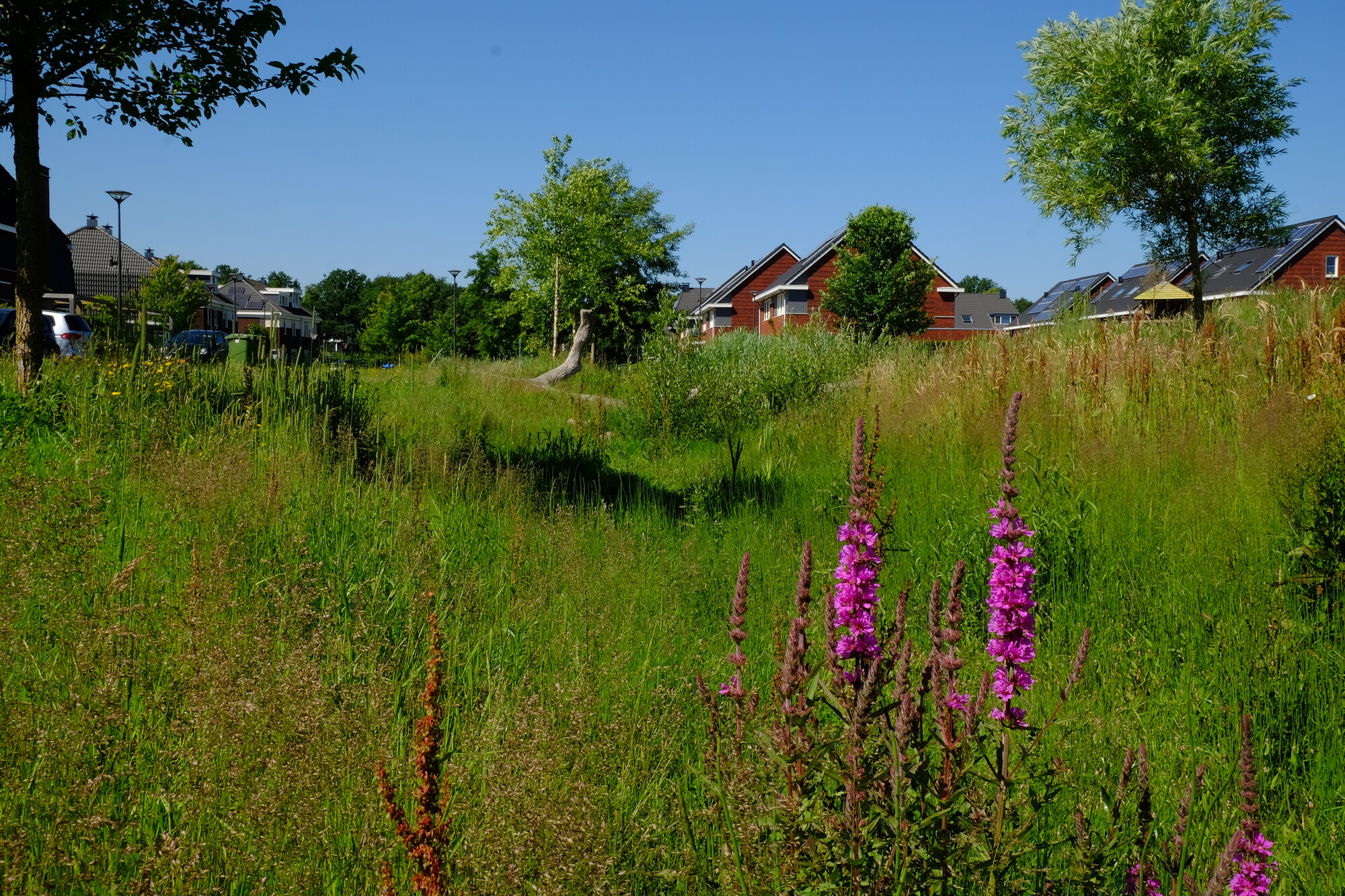 Blauwe netwerken