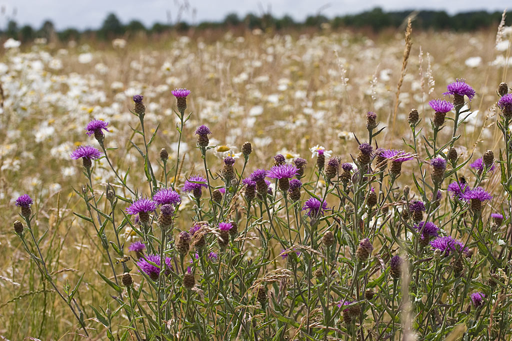 Knoopkruid - Centaurea jacea : Zakje