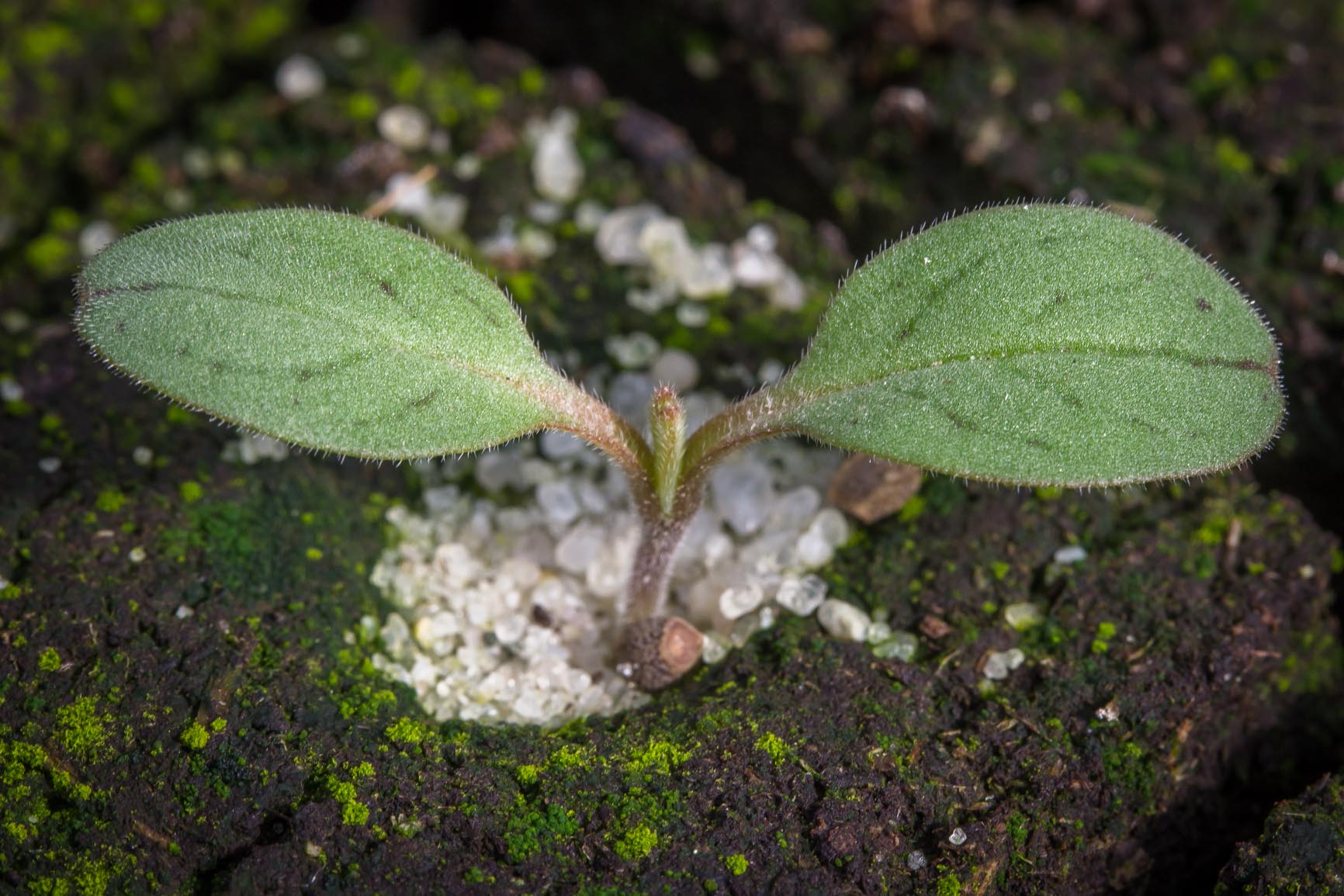 Ruw parelzaad - Lithospermum arvense : Zakje