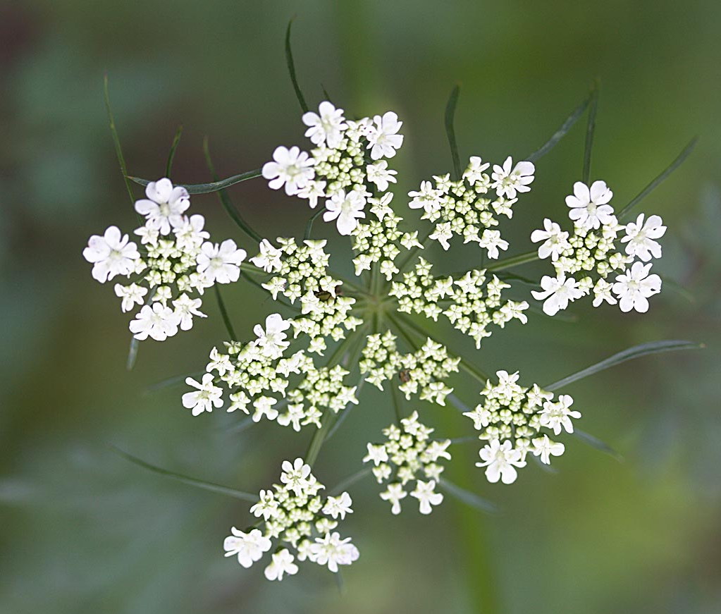 Hondspeterselie - Aethusa cynapium : Zakje Hondspeterselie - Aethusa cynapium : Zakje