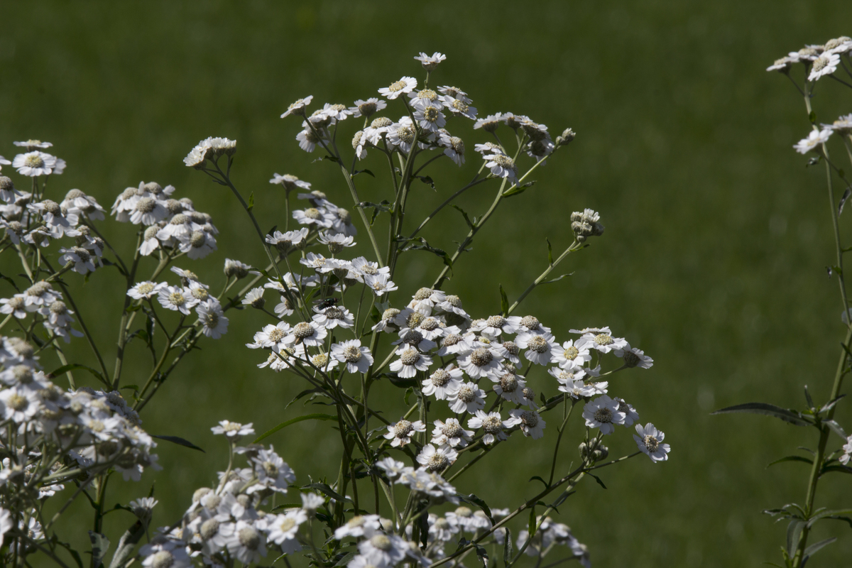 Tuiny Poel moeraszone, i.s.m. IVN natuureducatie