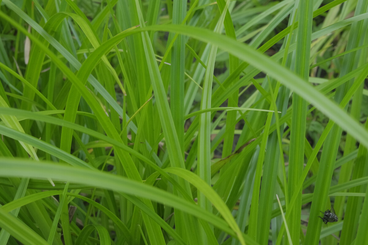 Bosbies - Scirpus sylvaticus : Plant in P9 pot