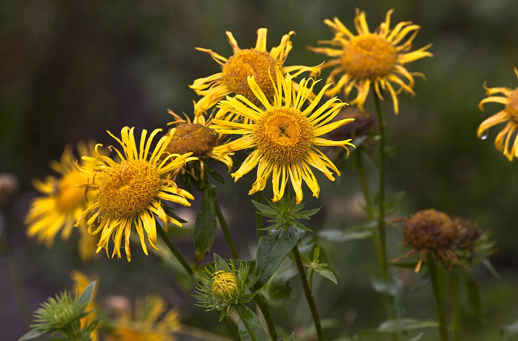 Engelse alant - Inula britannica : Losse grammen