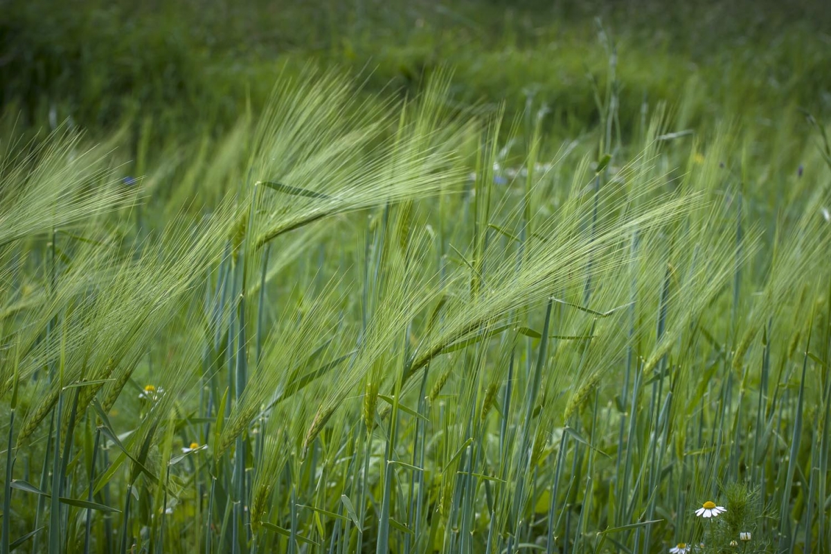 Zomergerst - Hordeum vulgare : kilo