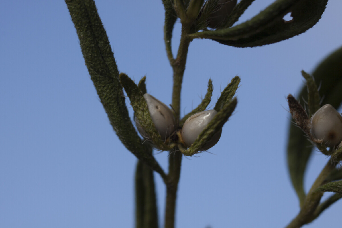 Ruw parelzaad - Lithospermum arvense : Zakje