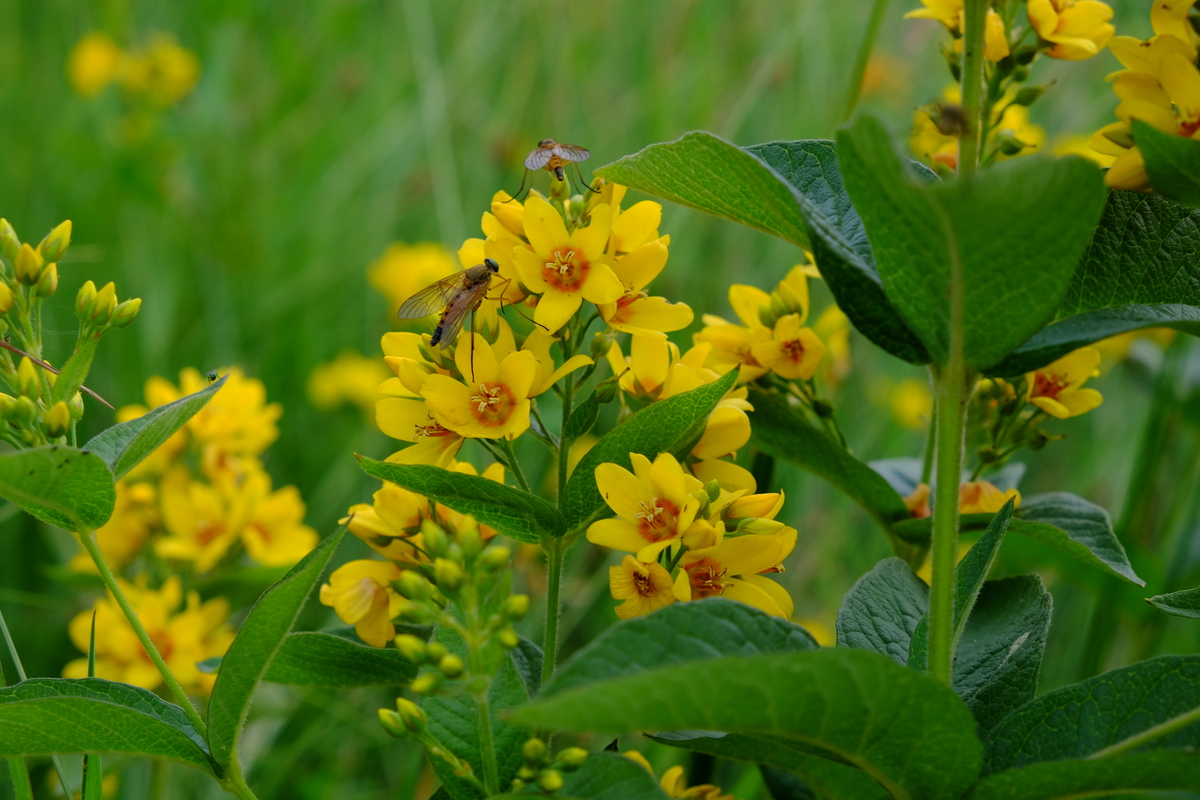 Grote wederik - Lysimachia vulgaris : Zakje