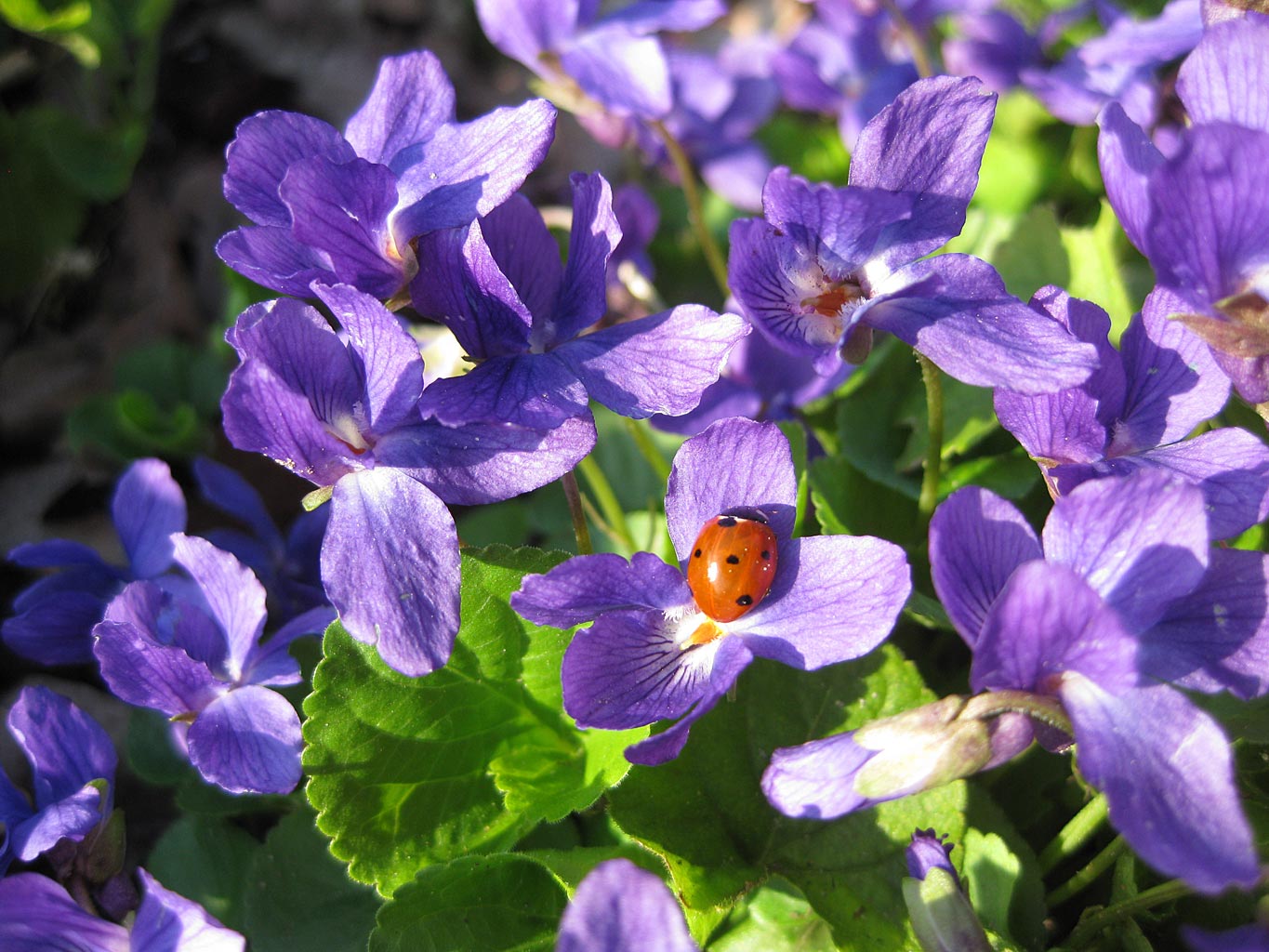 Maarts viooltje - Viola odorata : Losse grammen