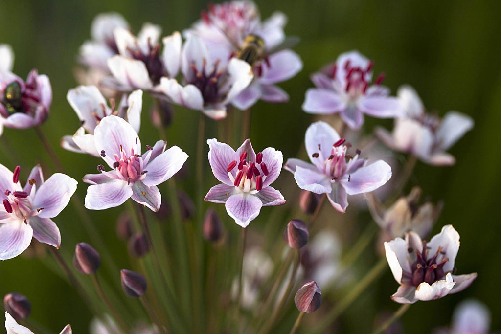 Zwanenbloem - Butomus umbellatus : Plant in P9 pot