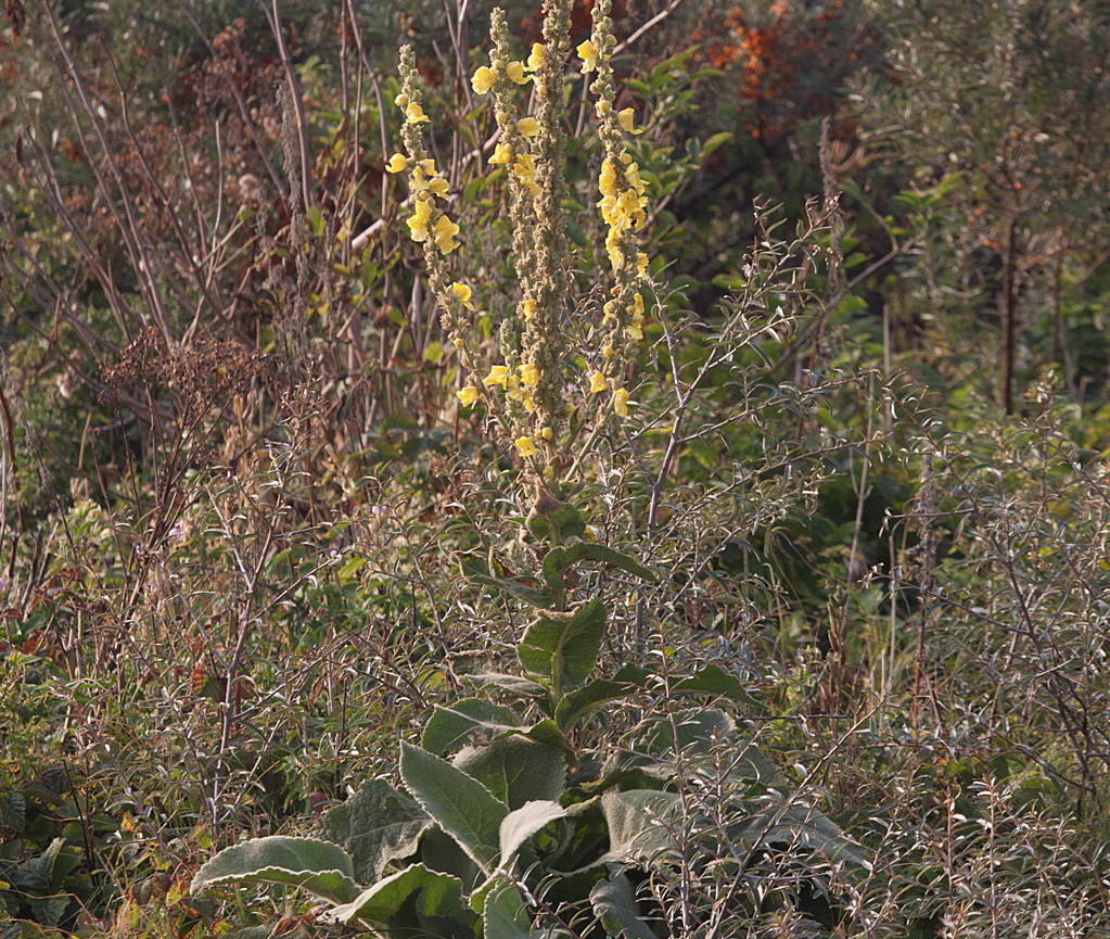 Koningskaars - Verbascum thapsus : Plant in P9 pot
