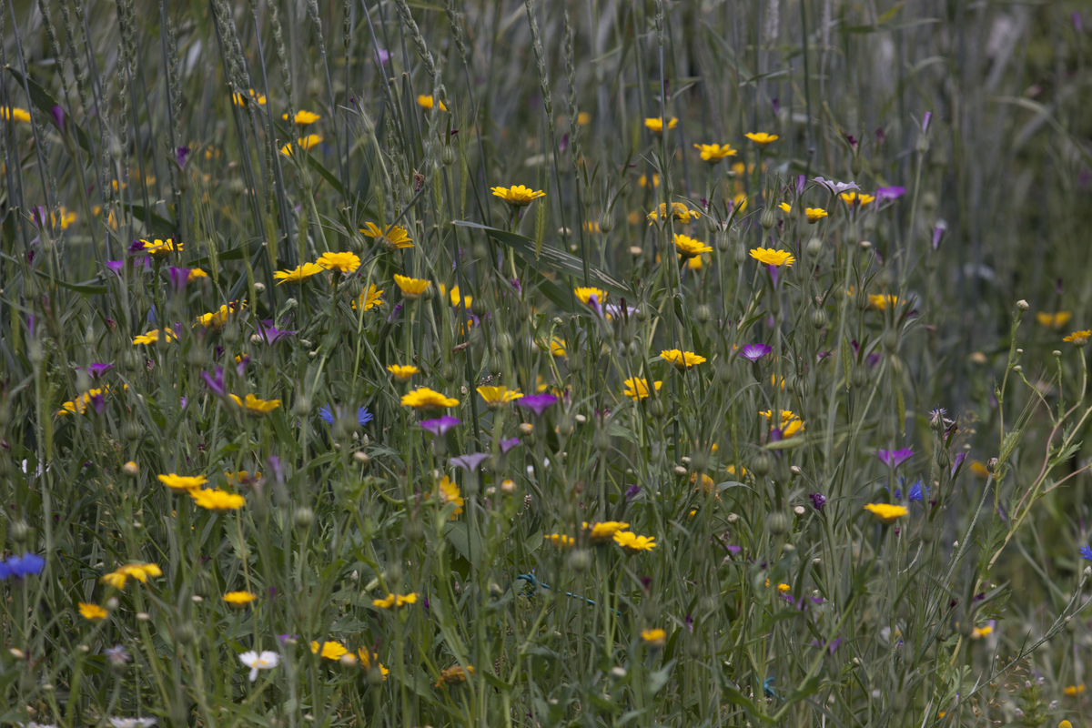 A6 Akkerbloemen : Losse grammen