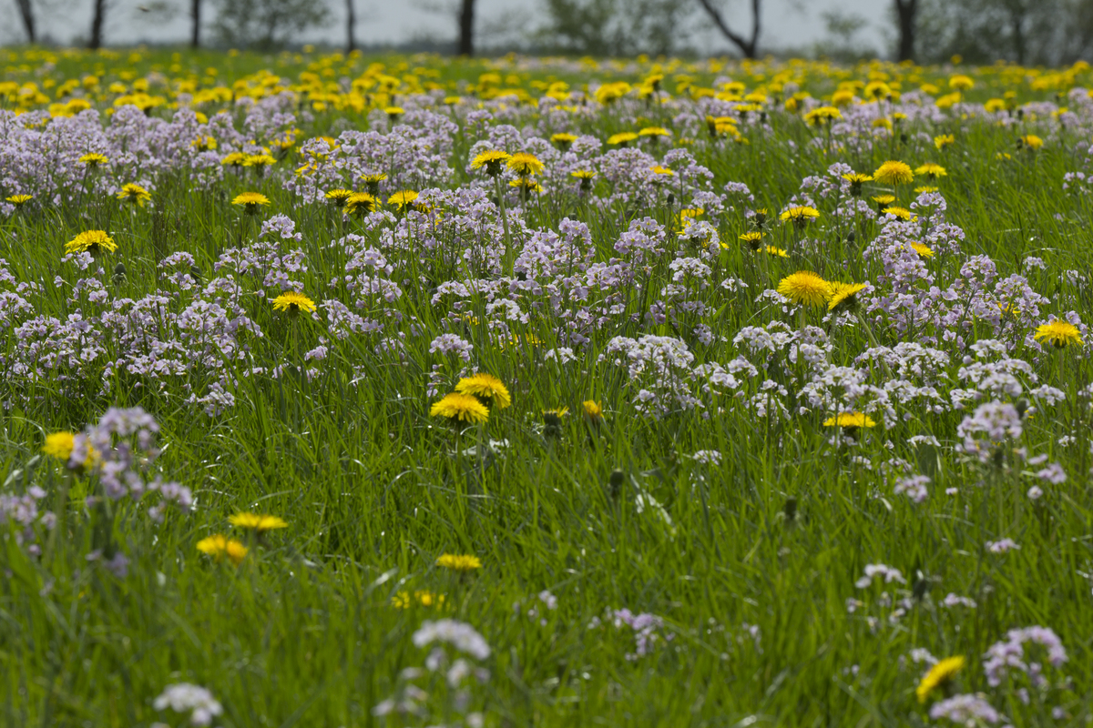 Pinksterbloem - Cardamine pratensis : Losse grammen