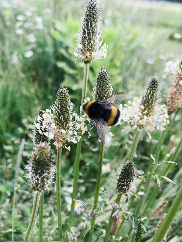 Smalle weegbree - Plantago lanceolata : Zakje