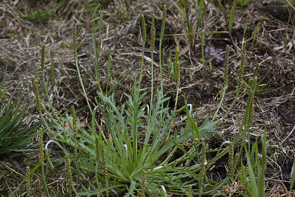 Hertshoornweegbree - Plantago coronopus : Losse grammen