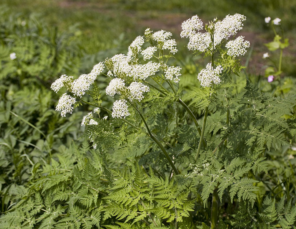 Roomse Kervel - Myrrhis odorata : Plant in P9 pot