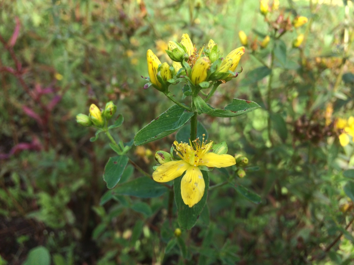 Kantig hertshooi - Hypericum maculatum subsp. obtusiusculum : Losse grammen