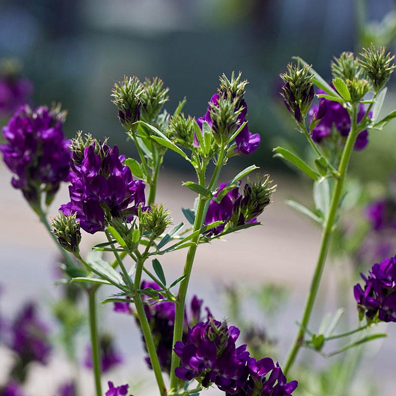 Odysseus bewijs duurzame grondstof Luzerne - Medicago sativa