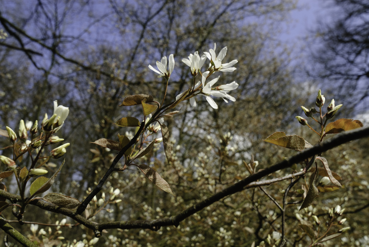 Krent - Amelanchier lamarckii : Los stuk wortelgoed