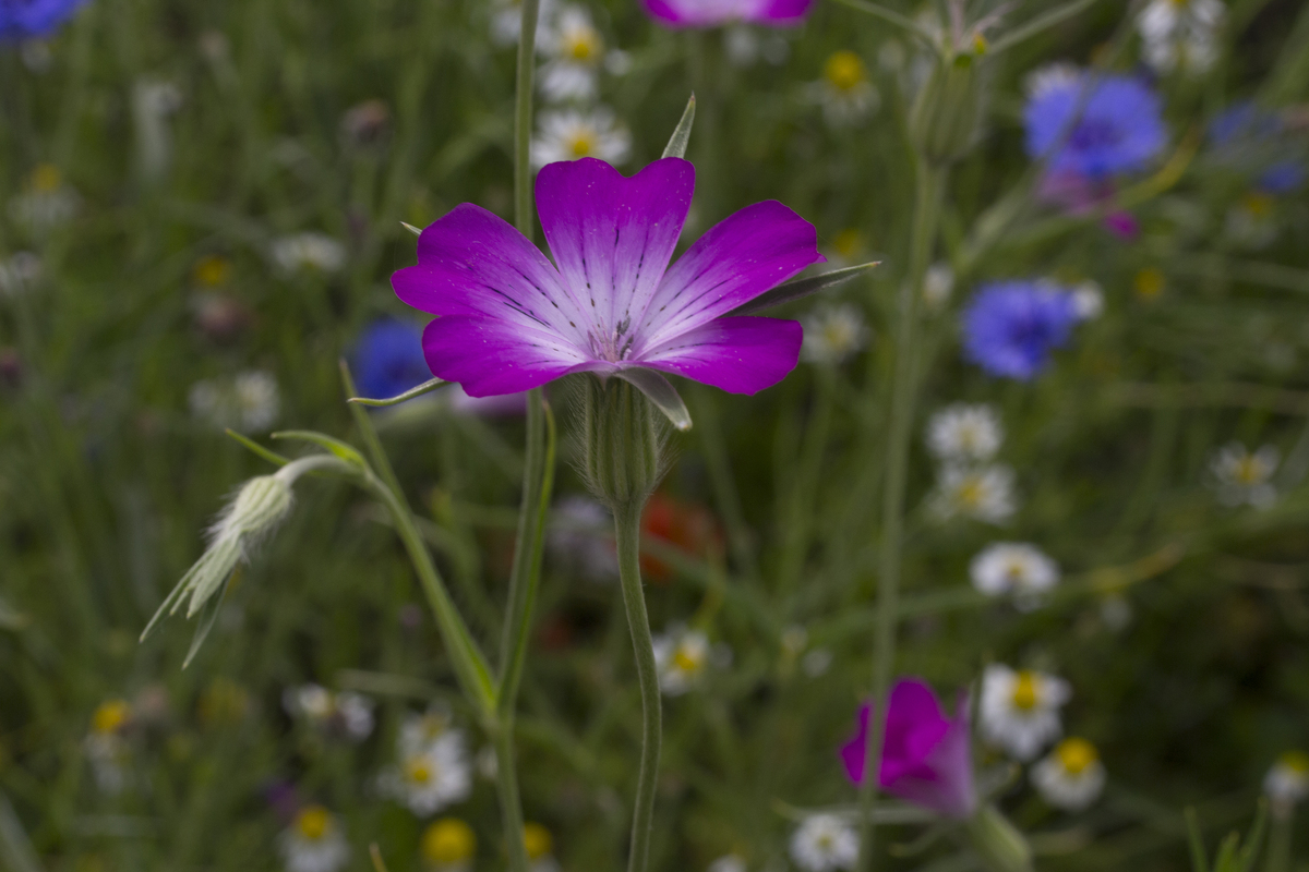 A6 Akkerbloemen : Losse grammen