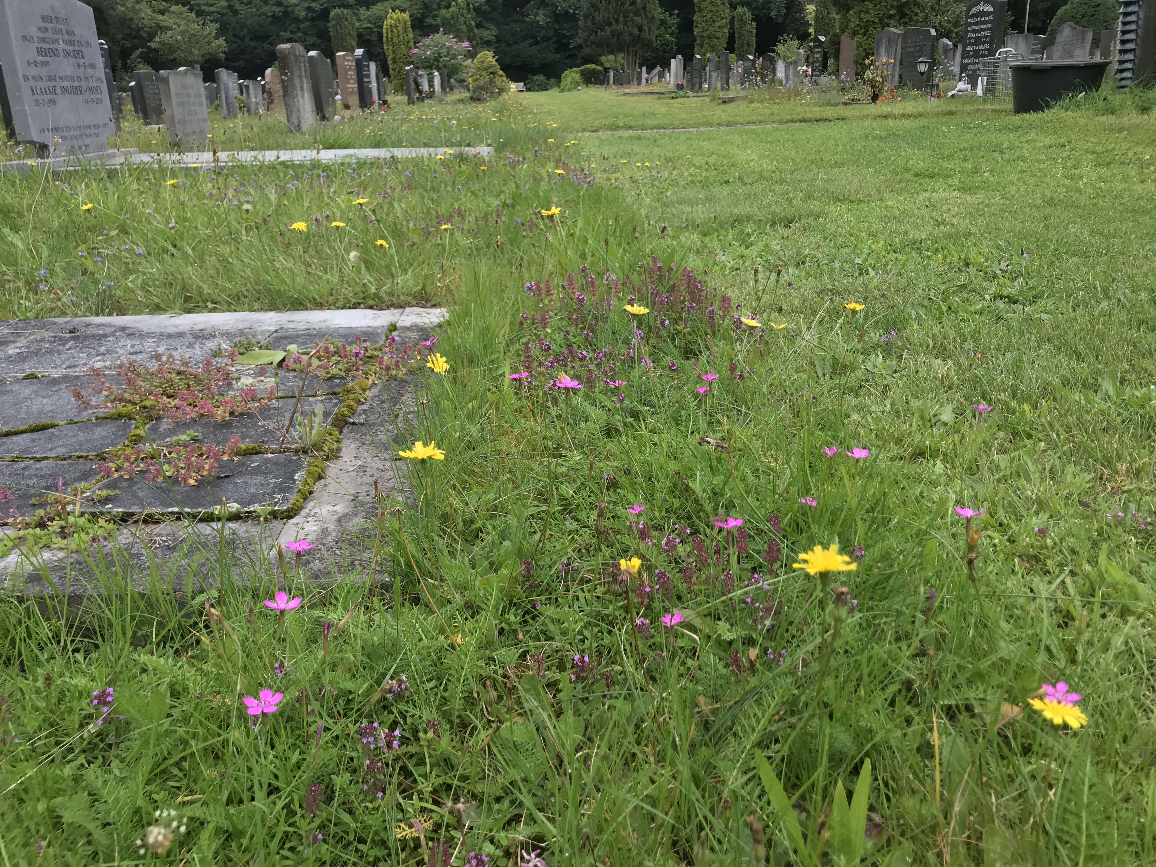Biodiversiteit op begraafplaatsen