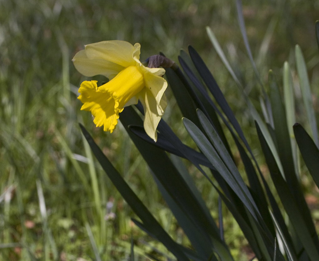 Wilde narcis - Narcissus pseudonarcissus subsp. pseudonarcissus : Losse grammen