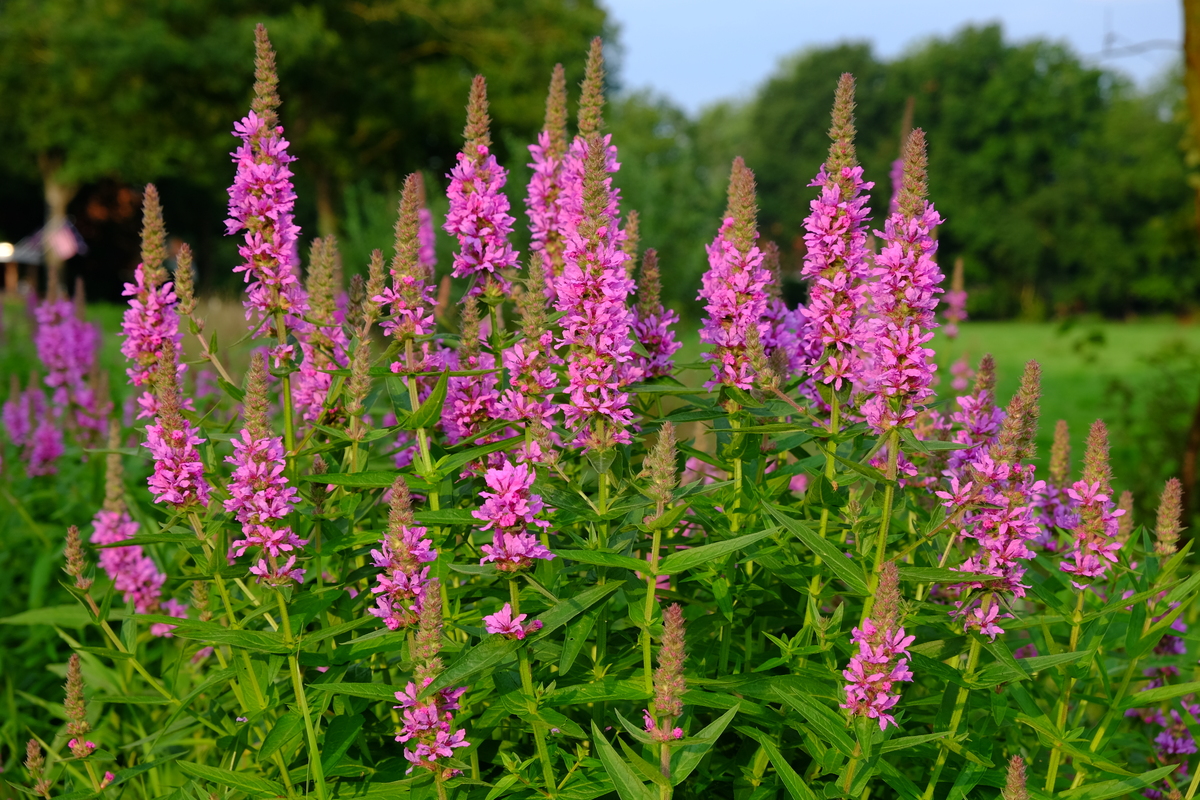 Grote kattenstaart - Lythrum salicaria : Losse grammen