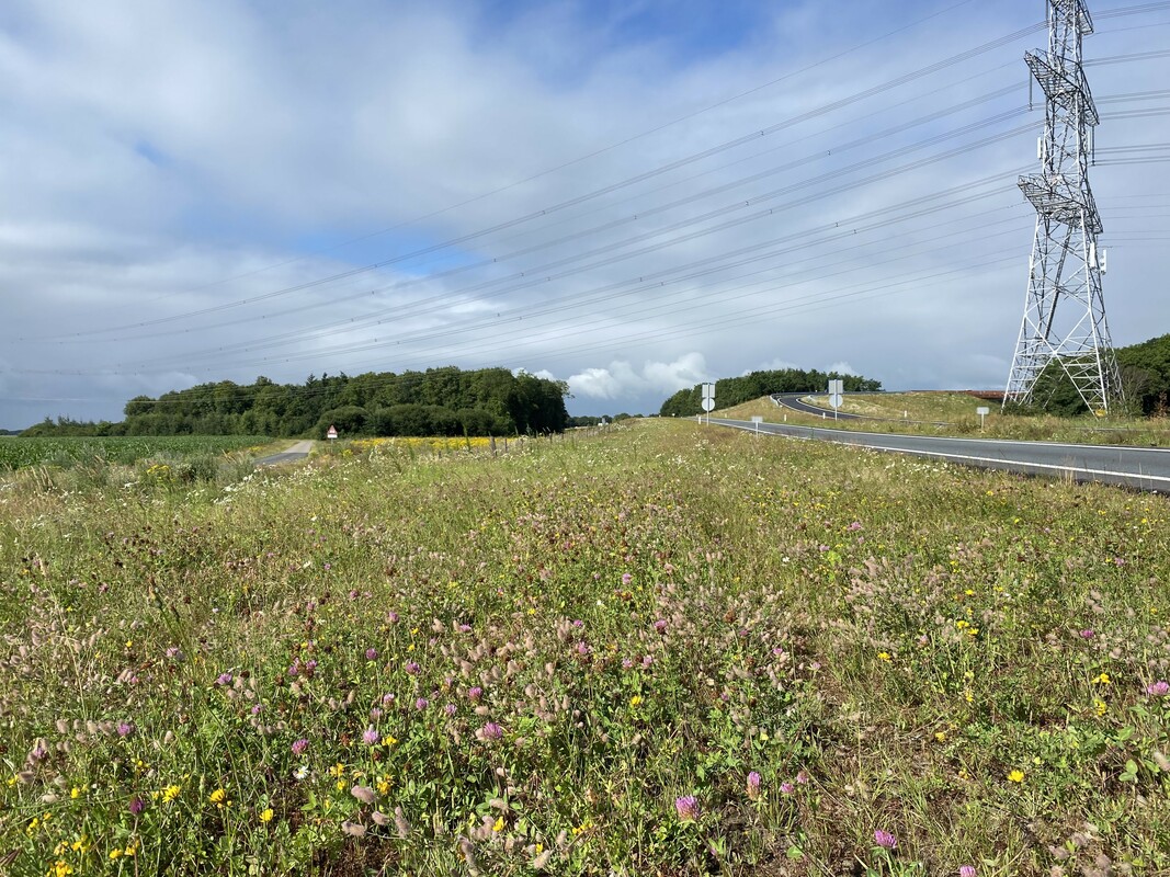 Bloemrijke bermen langs de N34