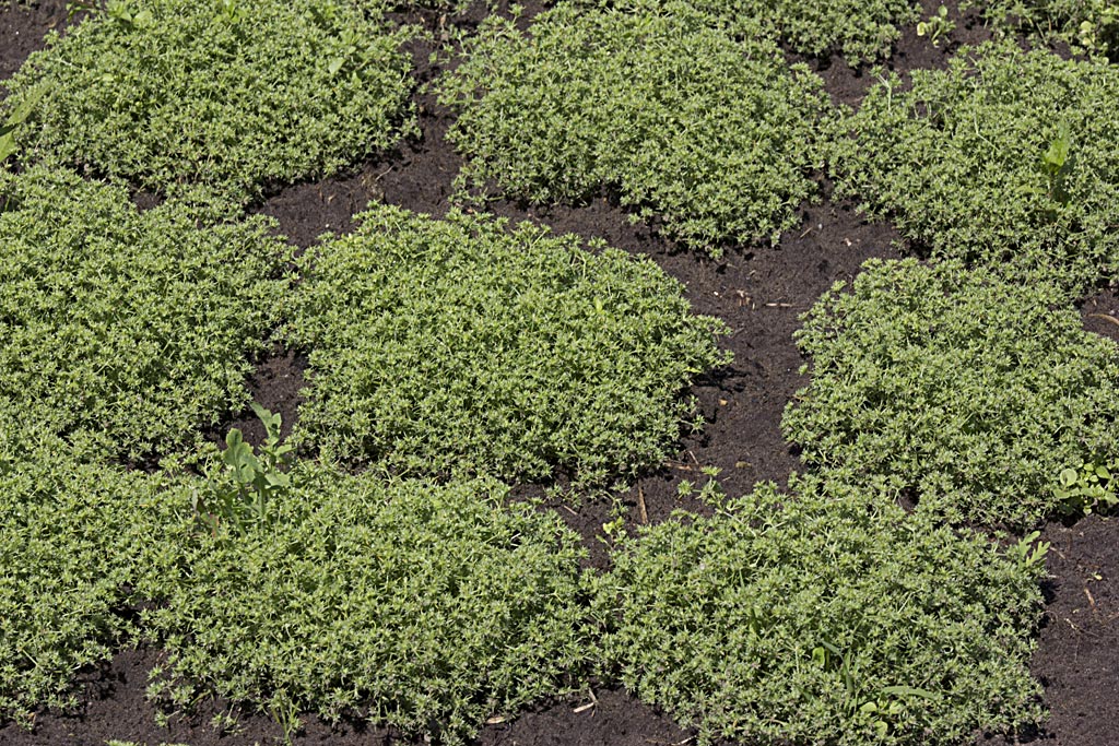 Éénjarige hardbloem - Scleranthus annuus subsp. annuus : Zakje