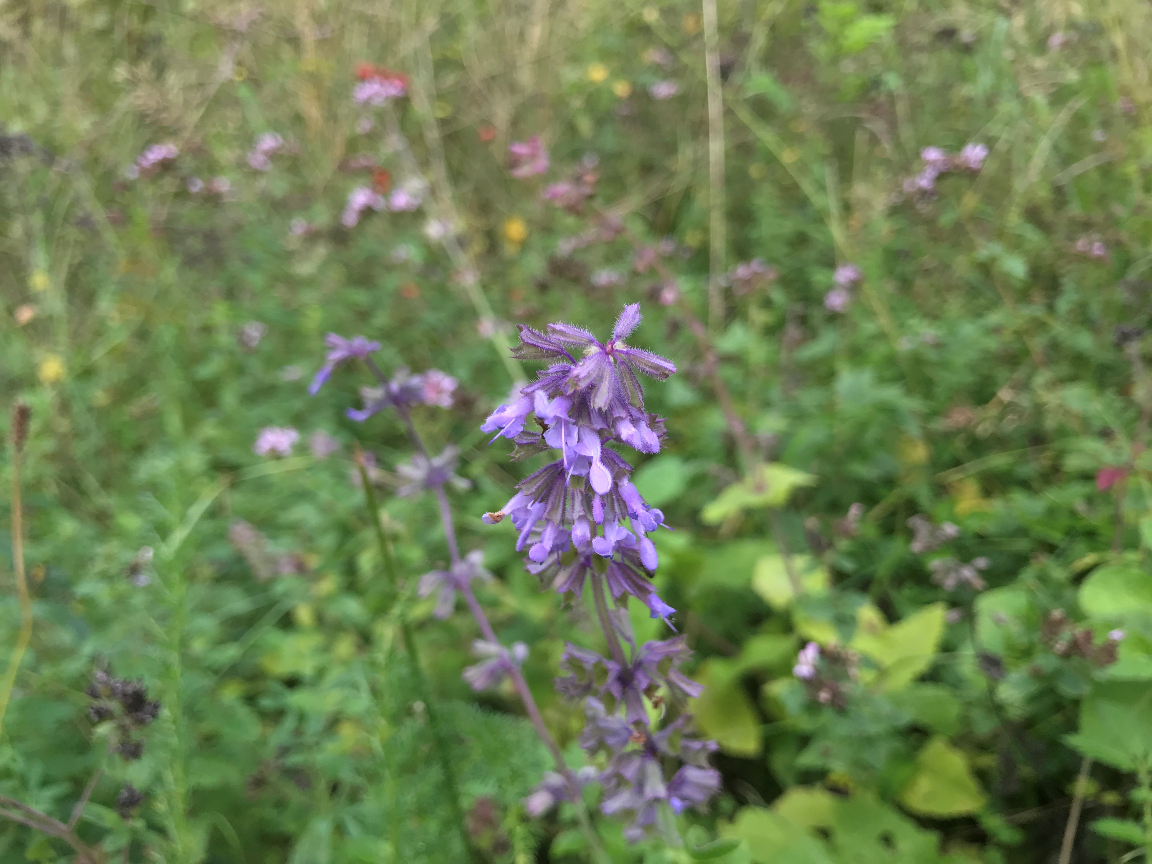 Kranssalie - Salvia verticillata : Plant in P9 pot