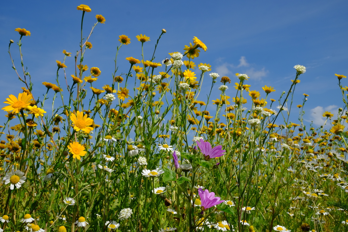 B1 Kleurrijk - tijdelijke natuur : Zakje voor 15-25M2