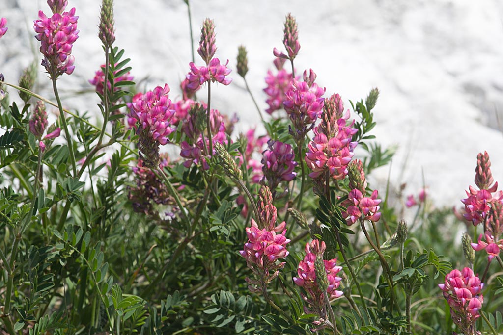 Esparcette - Onobrychis viciifolia : Zakje