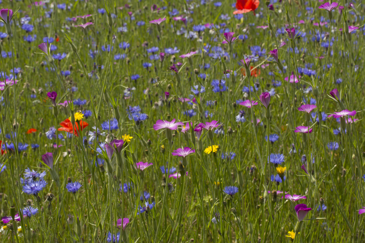 Uitdeelzakjes A6 Akkerbloemen : 50 Uitdeelzakjes