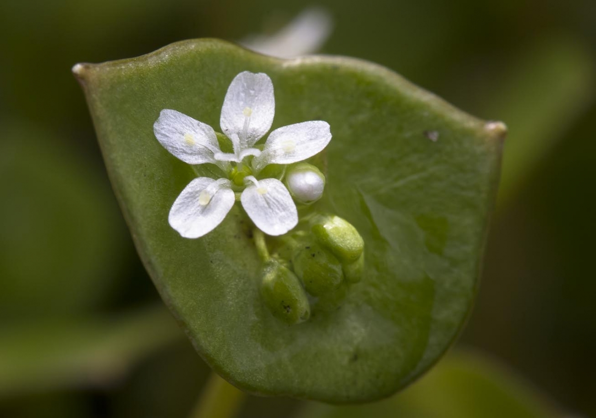 Witte winterpostelein - Claytonia perfoliata : Zakje