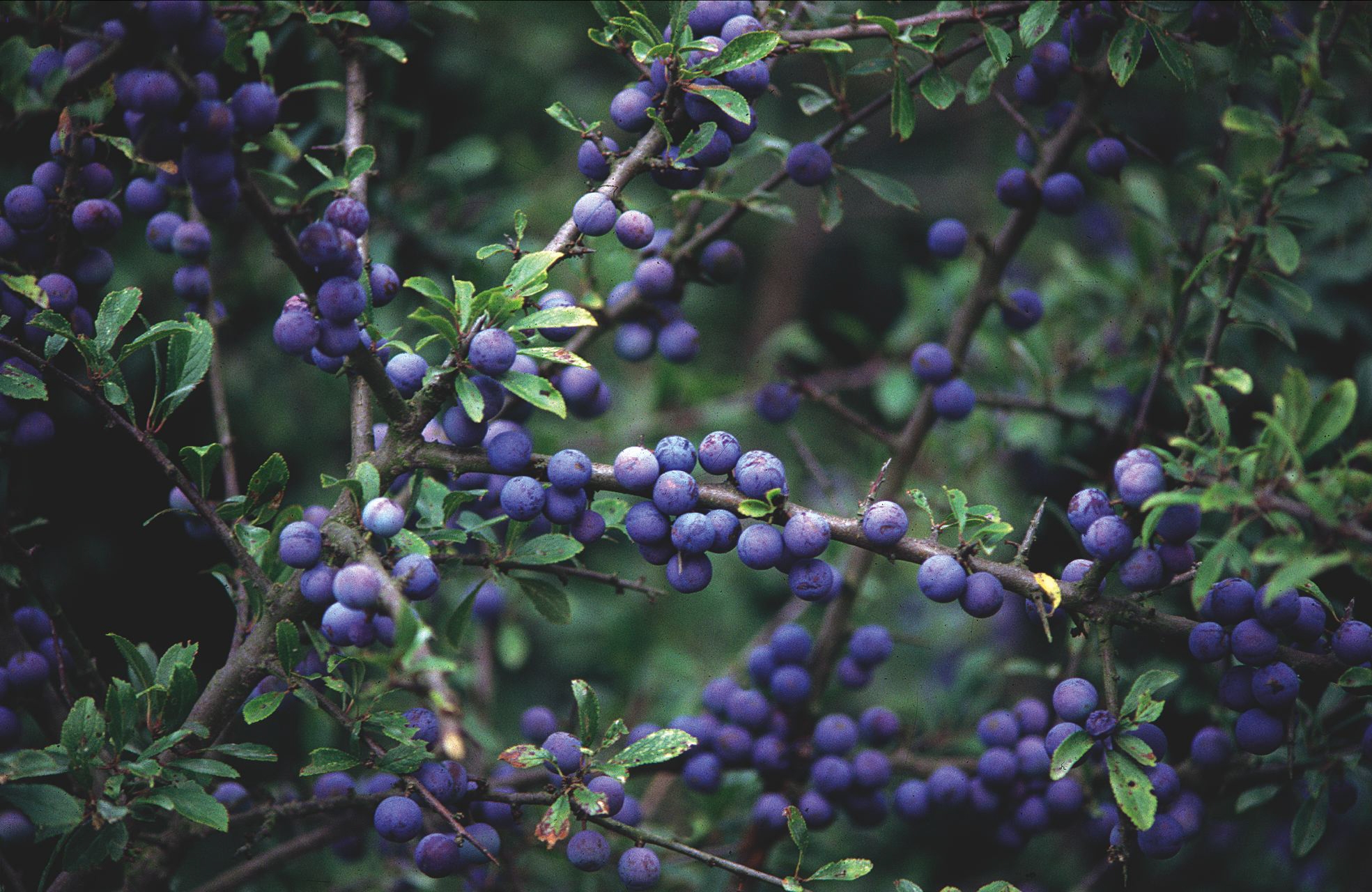 Sleedoorn - Prunus spinosa : Los stuk wortelgoed