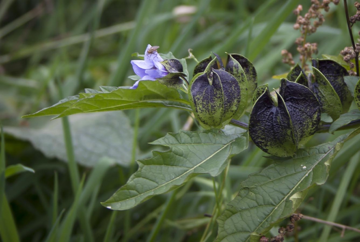 Zegekruid - Nicandra physalodes : Losse grammen