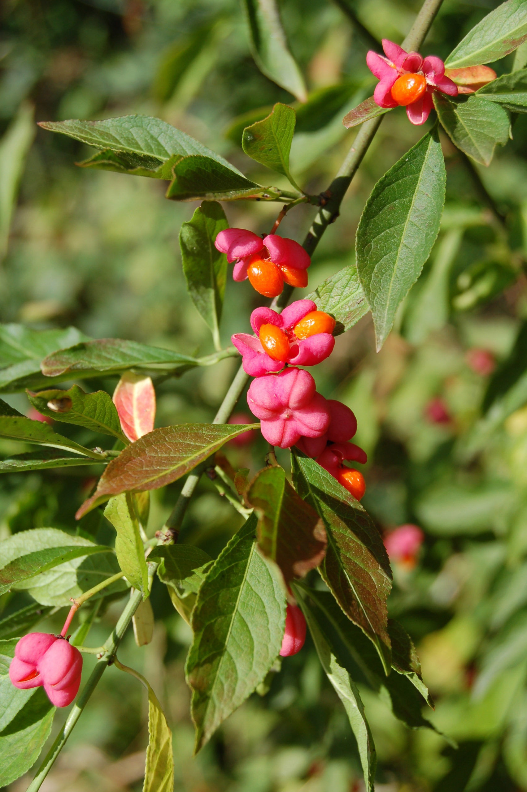 Kardinaalsmuts - Euonymus europaeus : Los stuk wortelgoed