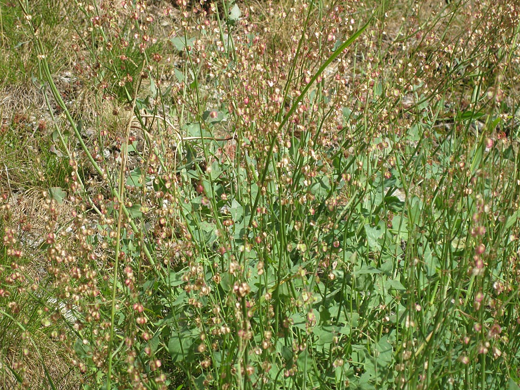 Spaanse zuring - Rumex scutatus : Losse grammen