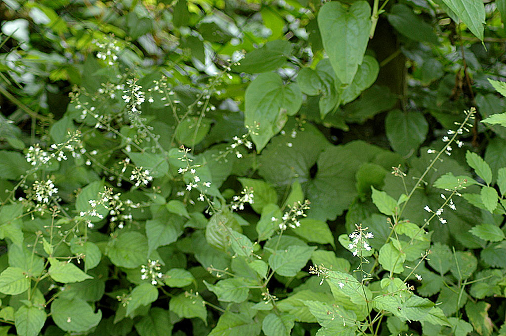 Groot heksenkruid - Circaea lutetiana : Plant in P9 pot