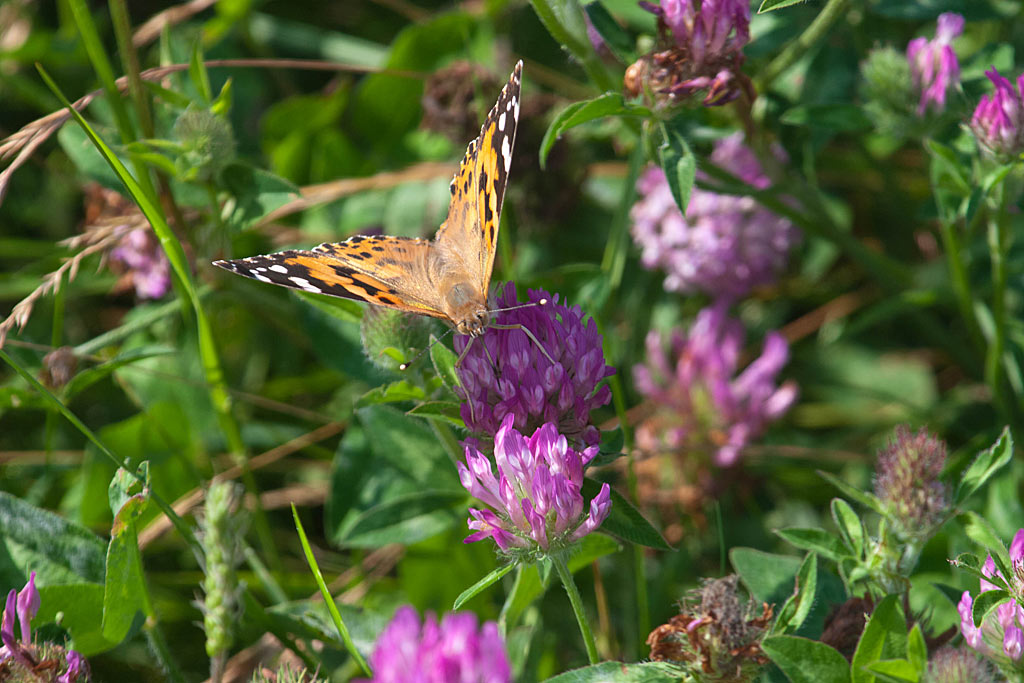 Rode klaver - Trifolium pratense : Zakje