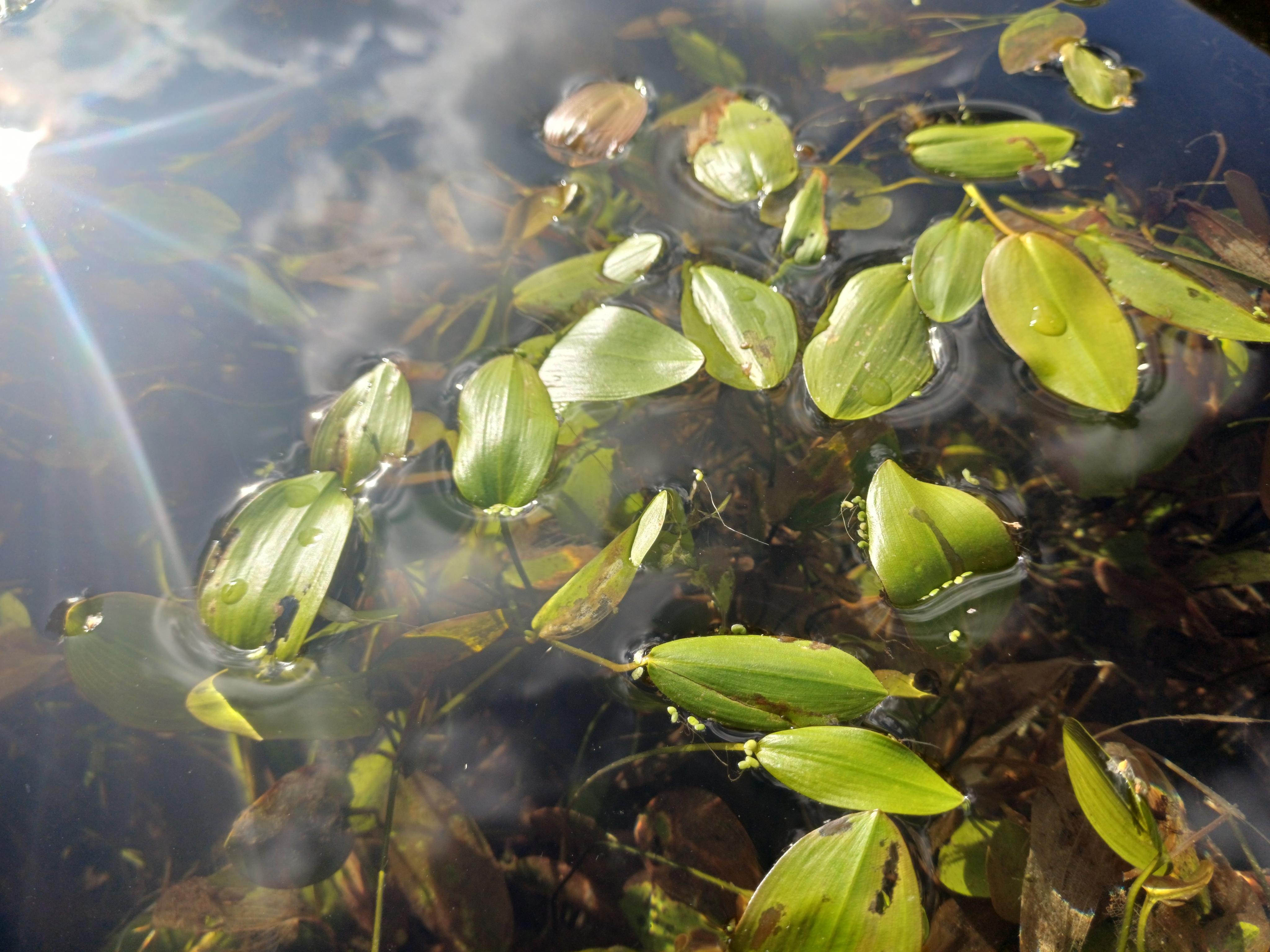 Drijvend fonteinkruid - Potamogeton natans : Plant in P9 pot