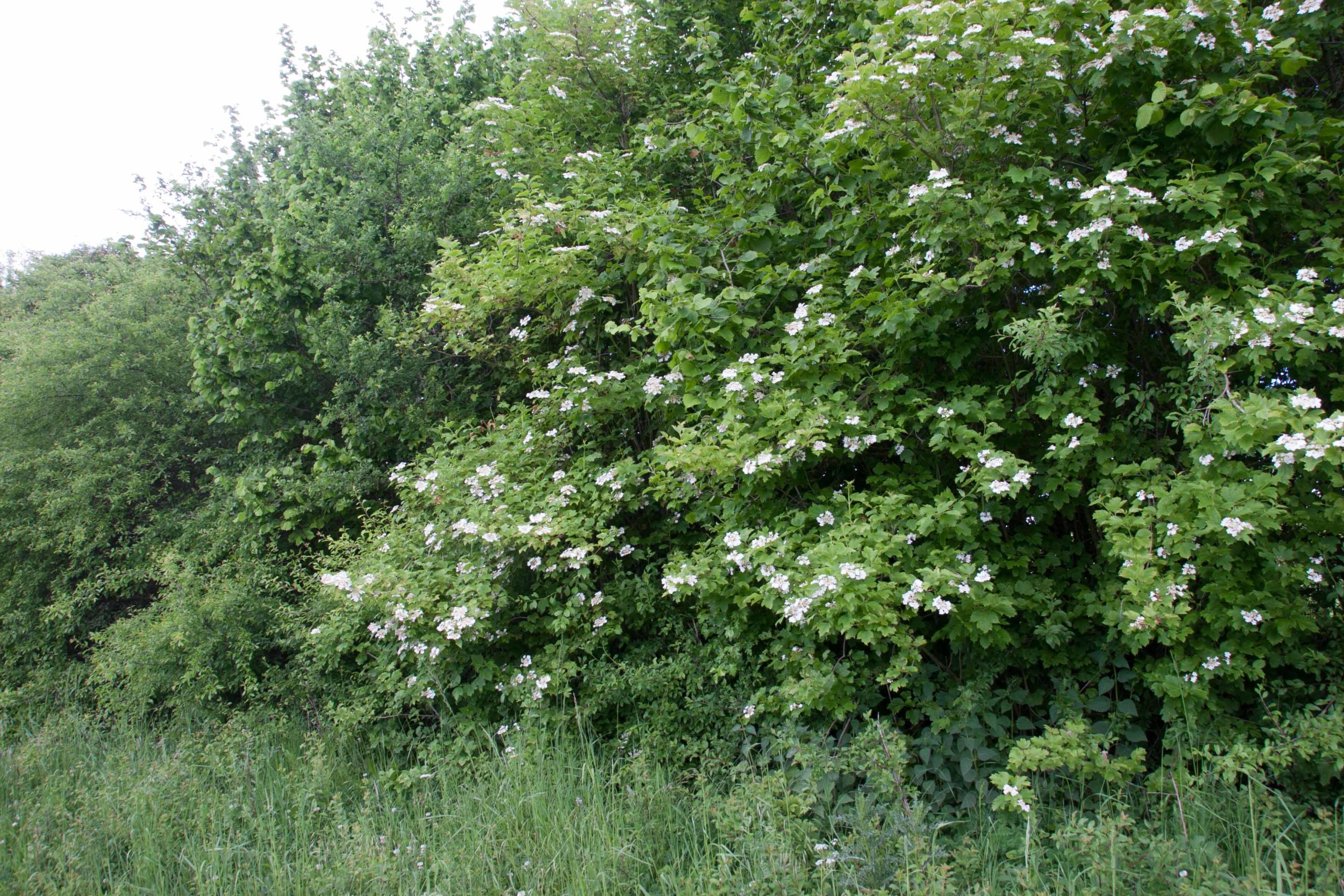 Biodiversiteitsbosje (vogelbosje) voor zwaardere gronden (15 planten voor 15-25m2) : 15 stuks wortelgoed