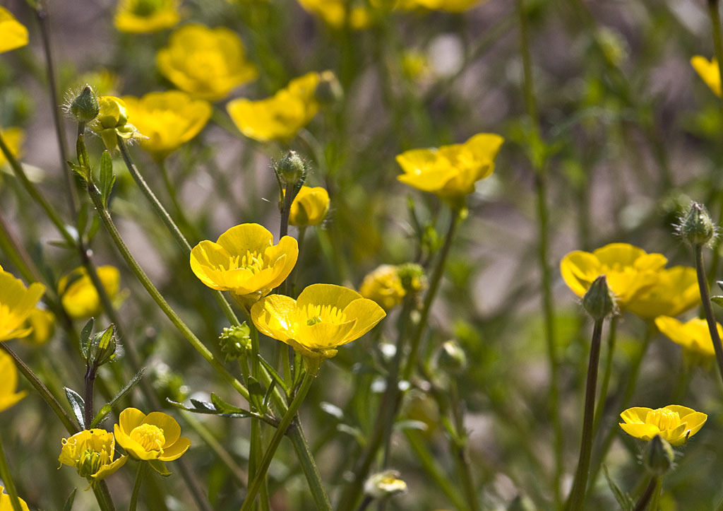 Knolboterbloem - Ranunculus bulbosus : Zakje