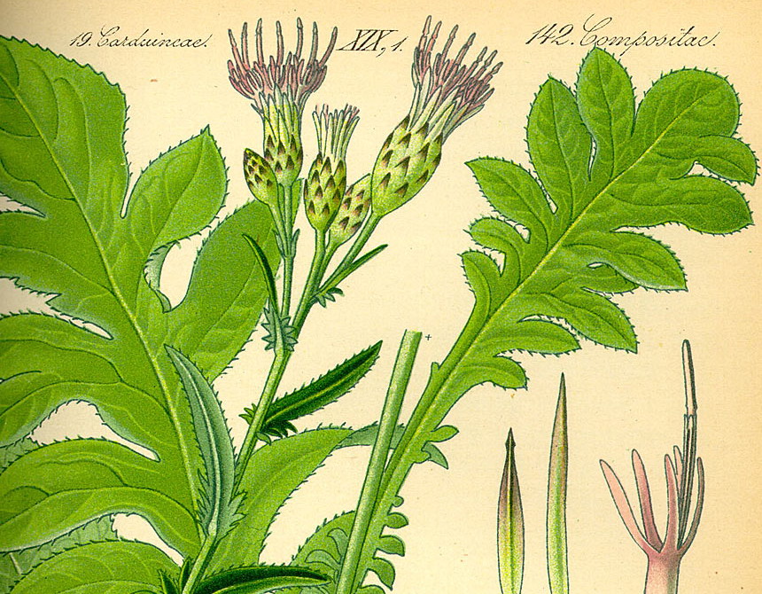 Zaagblad - Serratula tinctoria : Plant in P9 pot