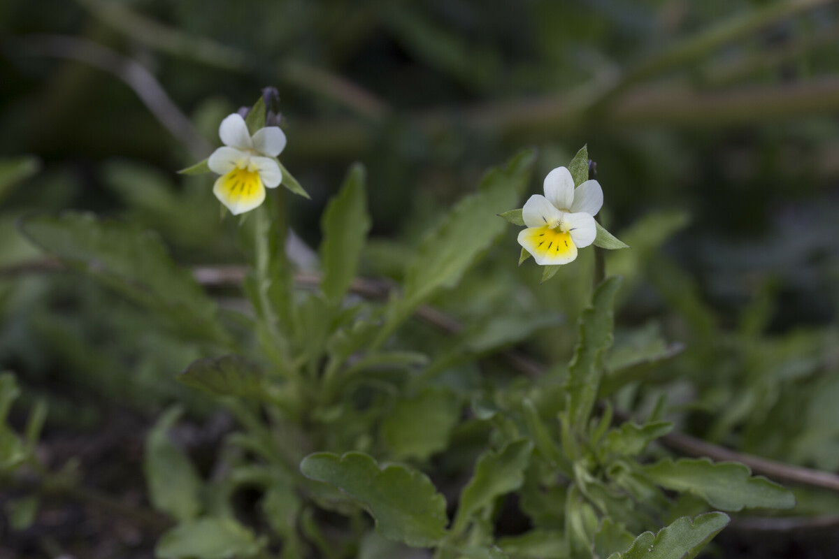 Akkerviooltje - Viola arvensis : Zakje