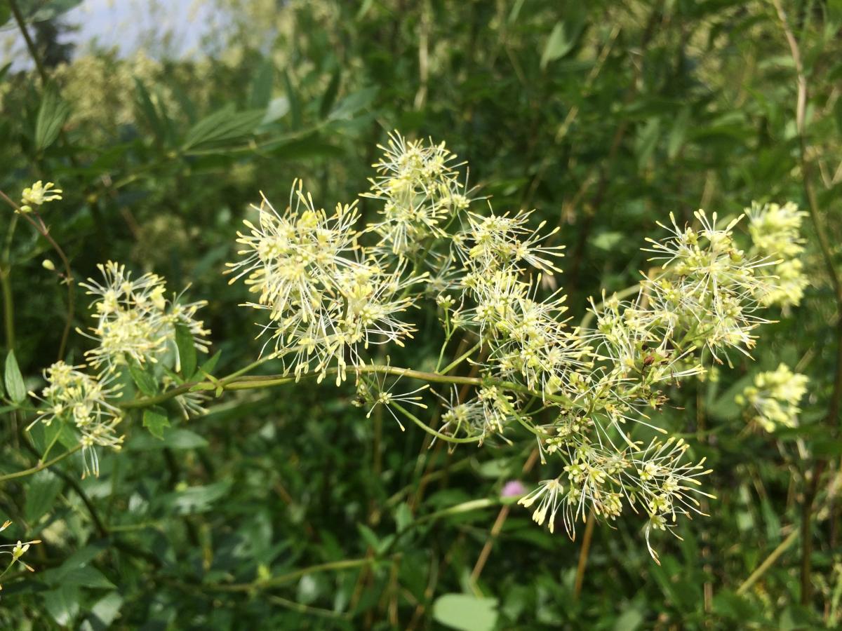 Poelruit - Thalictrum flavum : Zakje