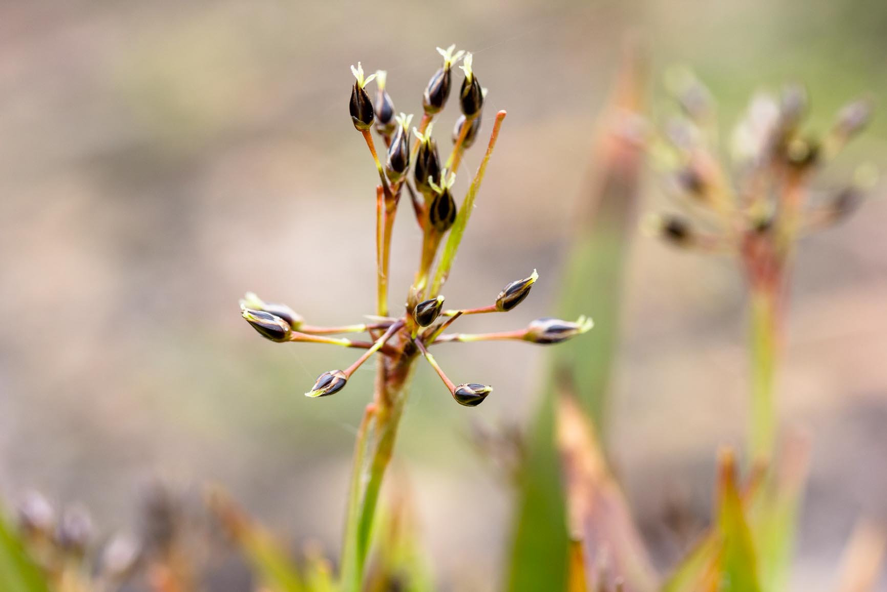 Ruige veldbies - Luzula pilosa : Plant in P9 pot
