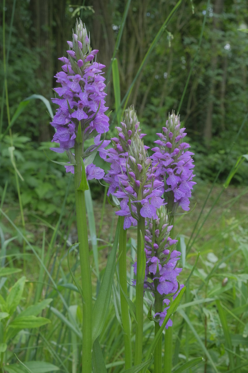 Rietorchis - Dactylorhiza praetermissa : Losse grammen