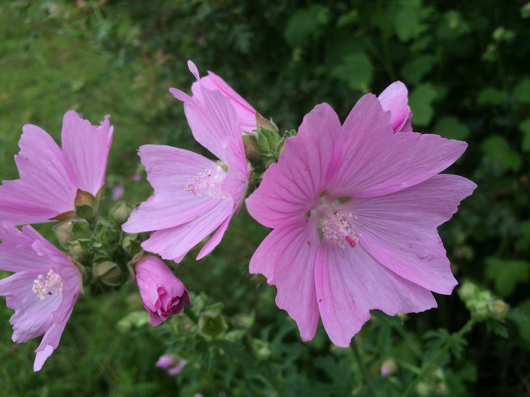 Muskuskaasjeskruid - Malva moschata : Plant in P9 pot