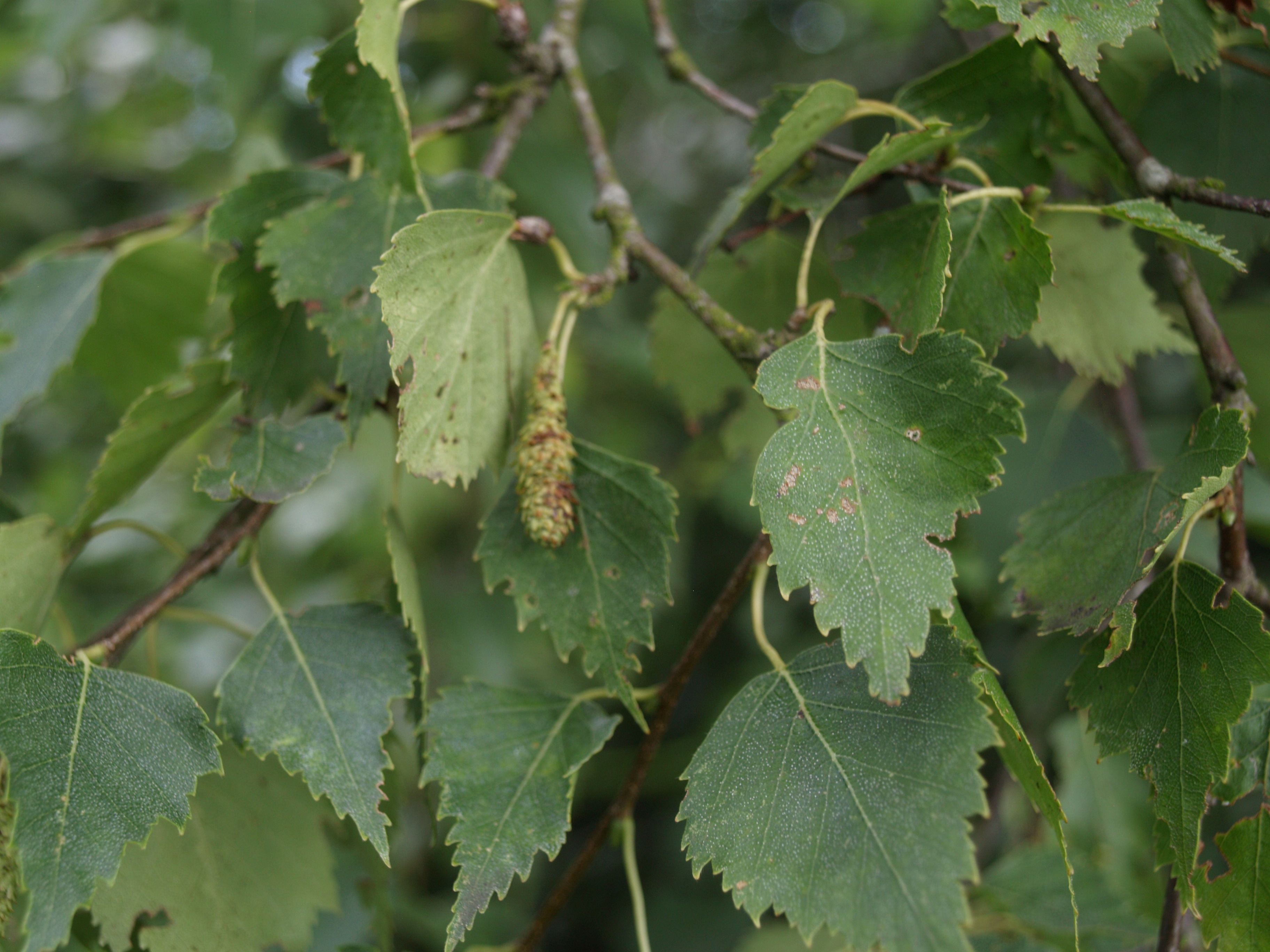 Ruwe berk - Betula pendula : Los stuk wortelgoed